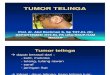 Sss155 Slide Tumor Telinga