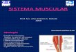 Aula Anatomia Sistema Muscular