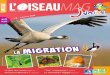 L'Oiseau Magazine Junior n°8 (Extrait)
