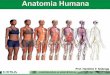 Aula 01 introdução a anatomia posição, planos, cortes e divisões do corpo humano