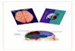 Hemisferios cerebrales y lobulos cerebrales psig25