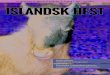 Islandsk hest juni juli 2016