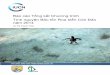 Báo cáo Tổng kết Chương trình Tình nguyện Bảo tồn Rùa biển Côn 