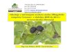 Izkušnje z zatiranjem orehove muhe (Rhagoletis completa Cresson)