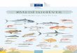 State of Mediterranean fisheries