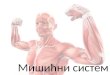 Mišićni sistem