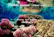 Terumbu karang (coral reef)