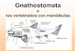 introducción gnathostomata y condrictios