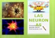 Diapositivas las neuronas