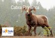 Cabra pirinenca 1r ESO LS Manlleu 2016