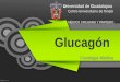 Glucagón  Fisiología Medica