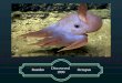 The Dumbo Octopus and Facts about it's species