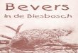 Informatieboekje over bevers in de Biesbosch