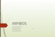 Anfibios 1
