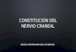 CONSTITUCIÓN DEL NERVIO CRANEAL