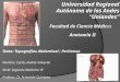 Anatomia II  Topografia abdominal ; Peritoneo