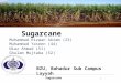 Sugarcane pptx (2)