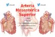 Anatomía - Arteria mesentérica superior