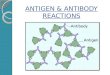 Antigen-Antibody Reactions