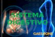 Sistema digestivo Anatomia y fisiologia