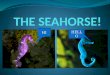 The seahorse!