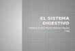 El sistema digestivo valesca