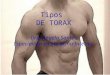 Tipos de tórax