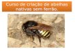 Curso de criação de abelhas nativas sem ferrão