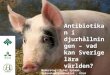 Antibiotikan i djurhållningen - vad kan Sverige lära världen? Almedalen 2016