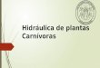 Hidráulica de plantas carnívoras