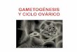 Gametogenesis, ciclo menstrual