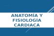 Anatomía y fisiologia cardiaca