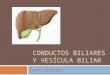 Conductos biliares y vesícula biliar