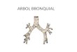 Arbol bronquial