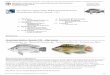 Воспроизводство Тиляпии фао ООН - Oreochromis niloticus  1758 )