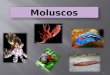 7 ano Moluscos e artrópodes