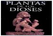 Planta de Los Dioses – Albert Hofmann