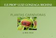 Plantas carnívoras 3 C