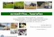 อนาคตข้าวไทย   ในตลาดโลก  31 08-59