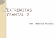 EXTREMITAS CRANIAL.2(2012)