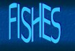 Fishes (fernando, miguel, sara, lidia)