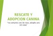 Rescate y adopcion canina