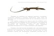 Reptiles se clasifican en lagartos (saurios), cocodrilos, serpientes 