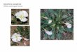 Oenothera caespitosa   web show