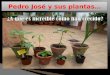 Pedro josé y sus plantas