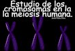 Estudio de los cromosomas en la meiosis humana