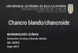 Chancro blando/Chancroide