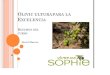 Curso de olivicultura para la excelencia.pdf