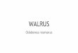 Biodiversity - About Walrus (Odobenus Rosmarus) 海象老大