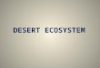 Desert ecosystem